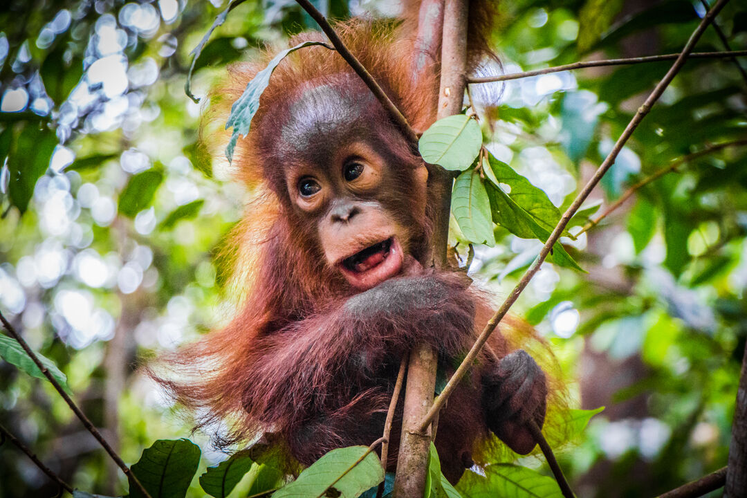 orang-outan