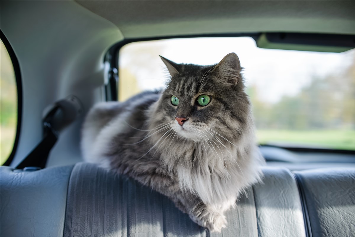 félin en voiture