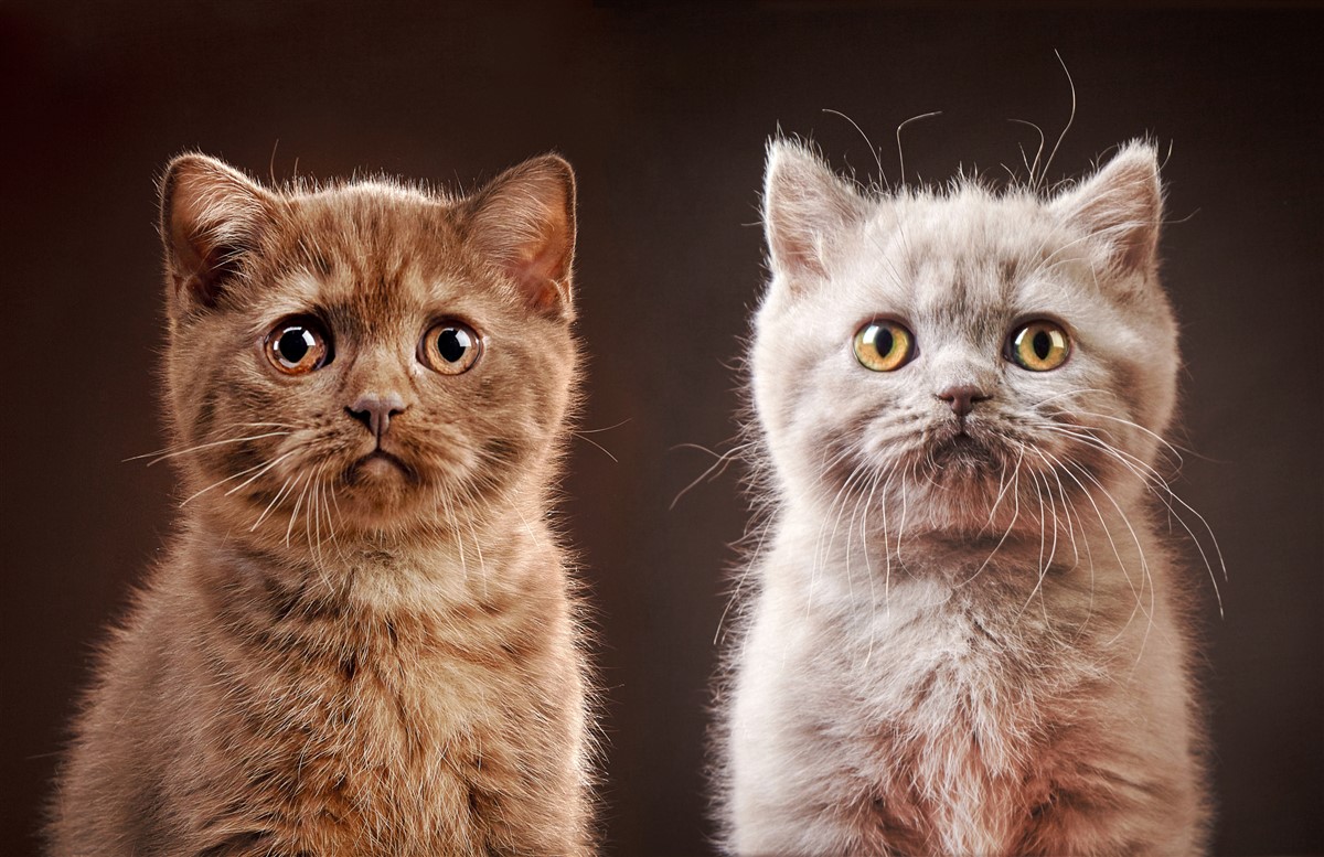 périodes de chaleur chattes de race