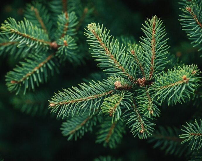 Tout savoir sur la taille d'un sapin pour embellir votre paysage
