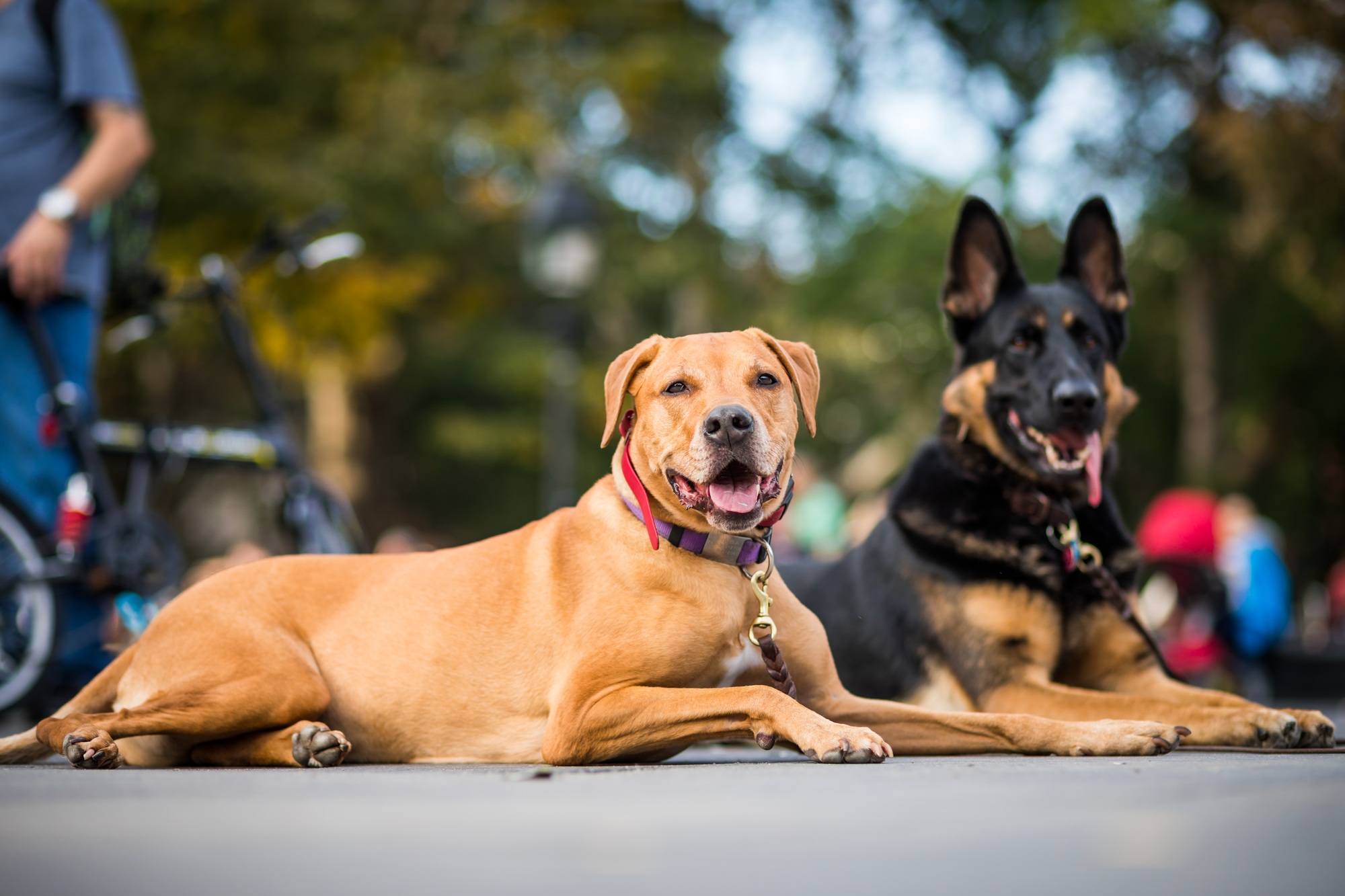 Well-trained dogs Obeying their Trainer that Requested not to Mo