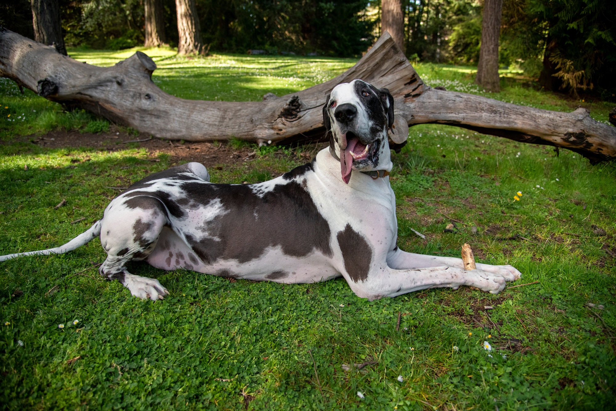 race chien arlequin