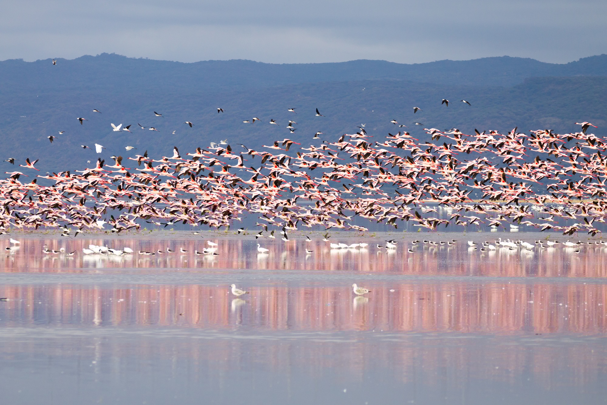 lac Manyara