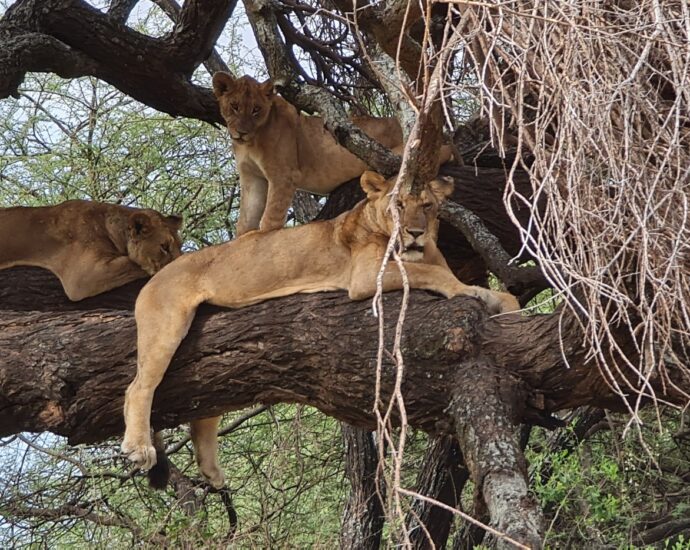 lions grimpeurs