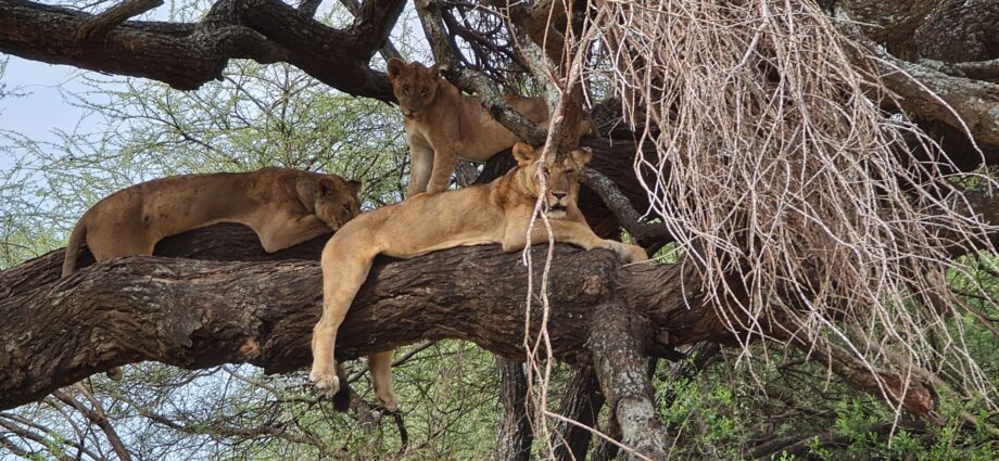 lions grimpeurs