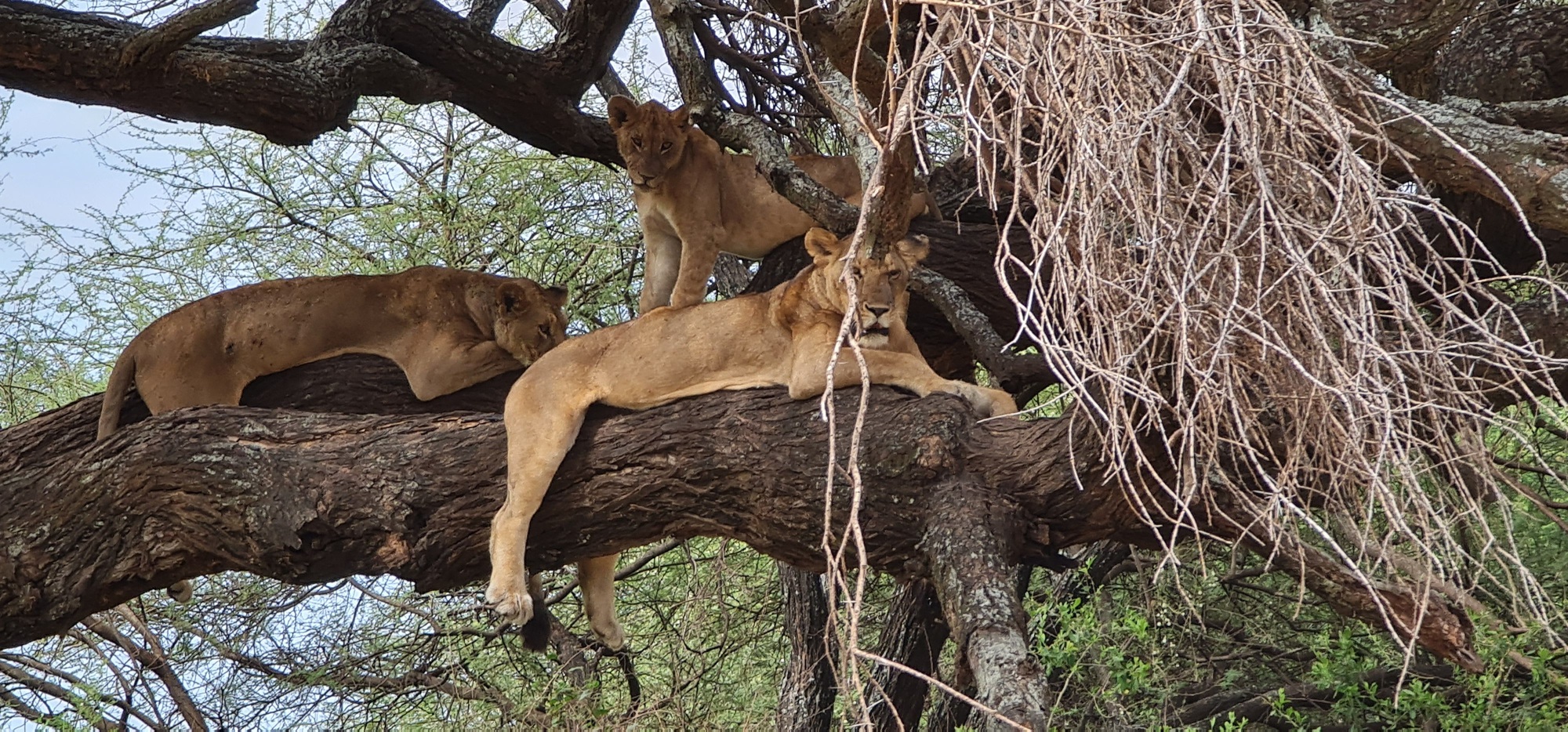lions grimpeurs