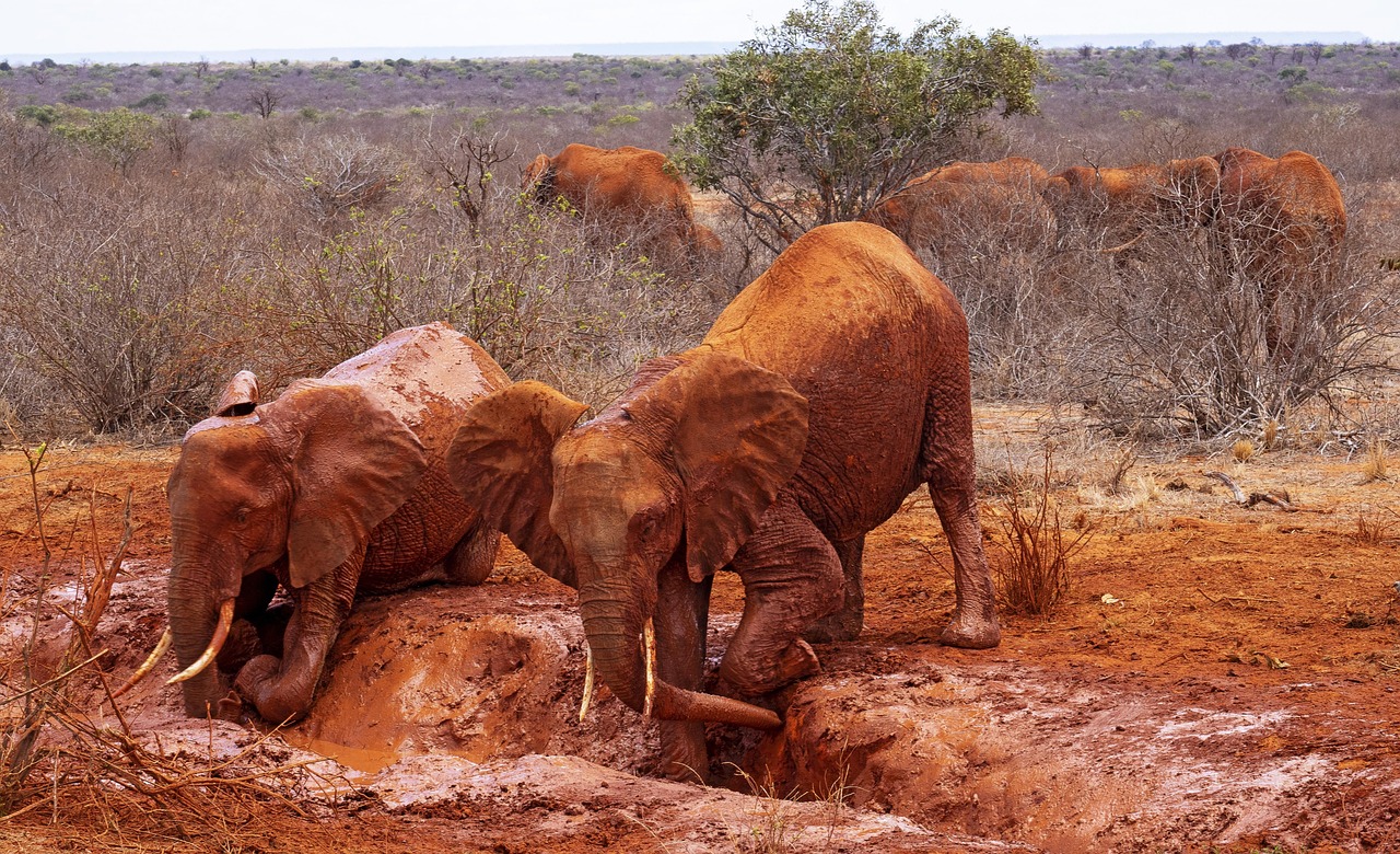 partir au Kenya