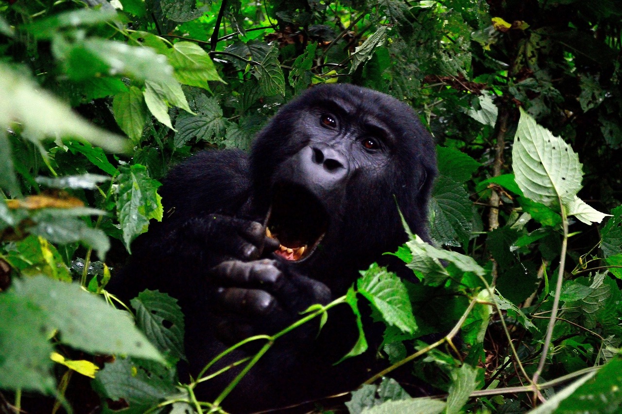 partir en Ouganda