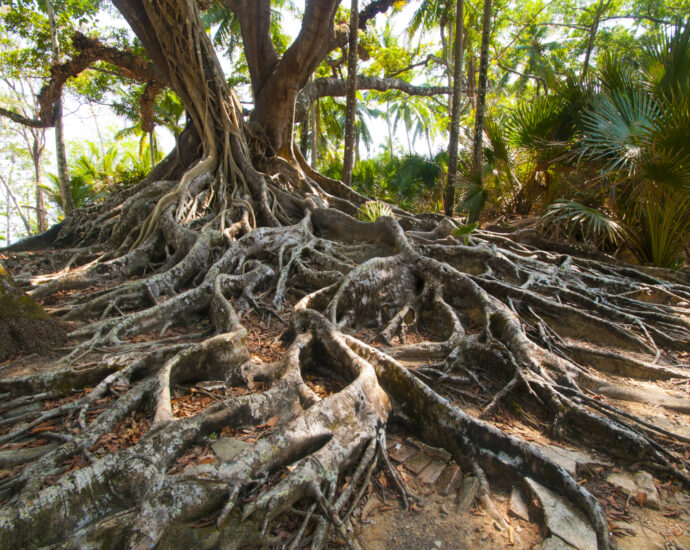 wood wide web