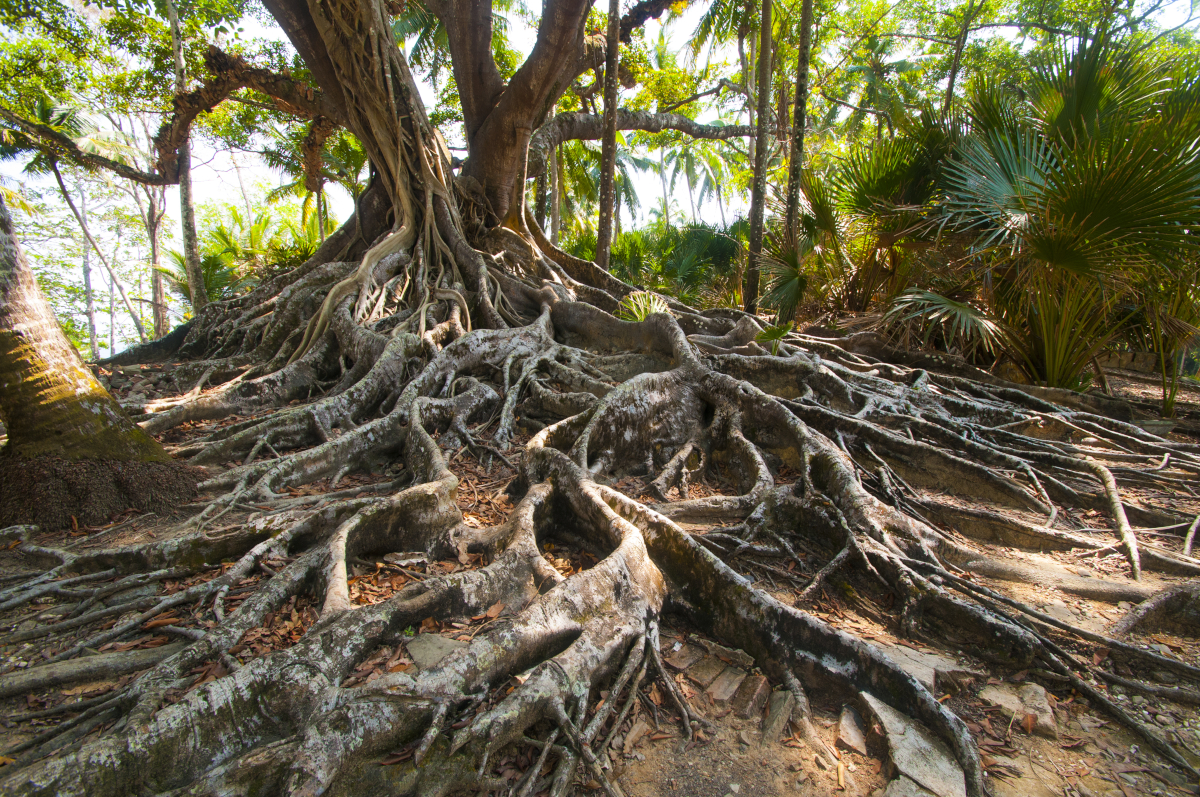 wood wide web