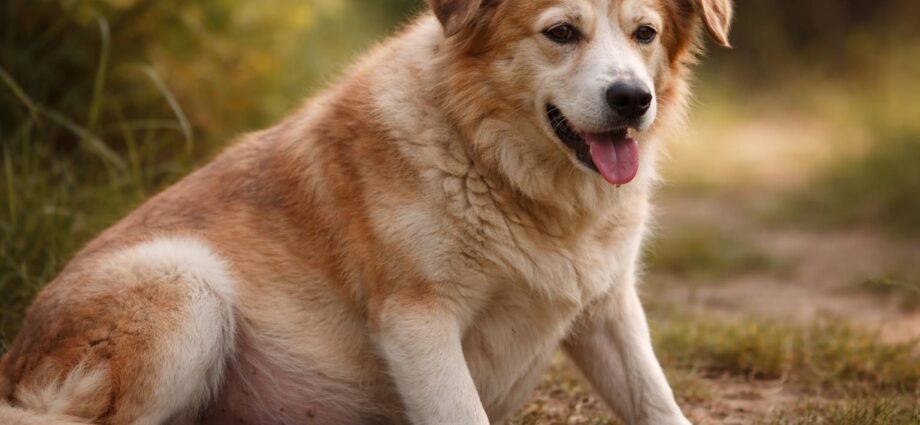 découvrez les symptômes courants de la ménopause chez la chienne, leurs impacts sur sa santé et des conseils pour mieux l'accompagner durant cette période.