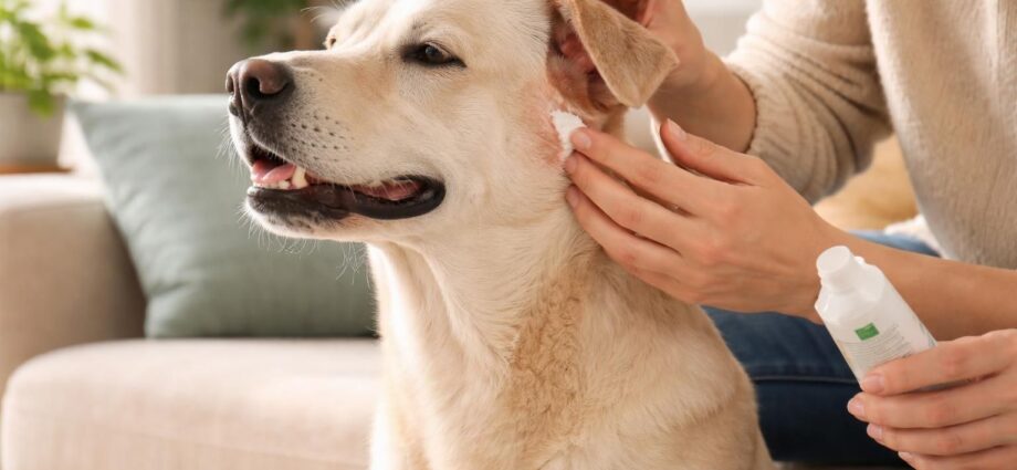 découvrez comment soulager efficacement les irritations cutanées de votre chien qui se gratte, avec des conseils et traitements adaptés pour apaiser sa peau et améliorer son confort.